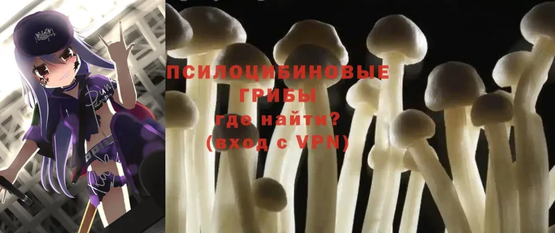 купить   Карасук  Псилоцибиновые грибы Psilocybe 